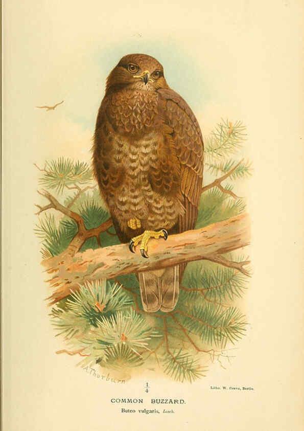 Reproducción/Reproduction 6029164046: Coloured figures of the birds of the British Islands. v.1 London :R. H. Porter,1885-1897
