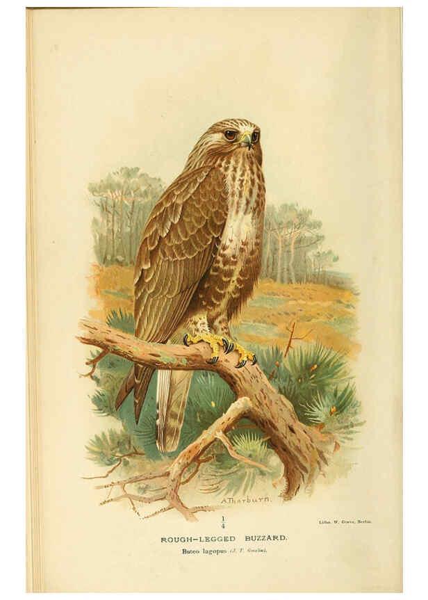 Reproducción/Reproduction 6029164320: Coloured figures of the birds of the British Islands. v.1 London :R. H. Porter,1885-1897