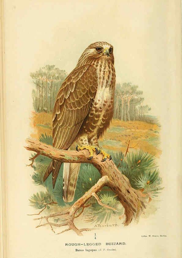 Reproducción/Reproduction 6029164320: Coloured figures of the birds of the British Islands. v.1 London :R. H. Porter,1885-1897