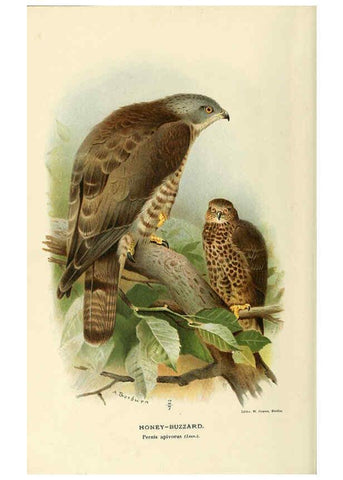 Reproducción/Reproduction 6029164530: Coloured figures of the birds of the British Islands. v.1 London :R. H. Porter,1885-1897