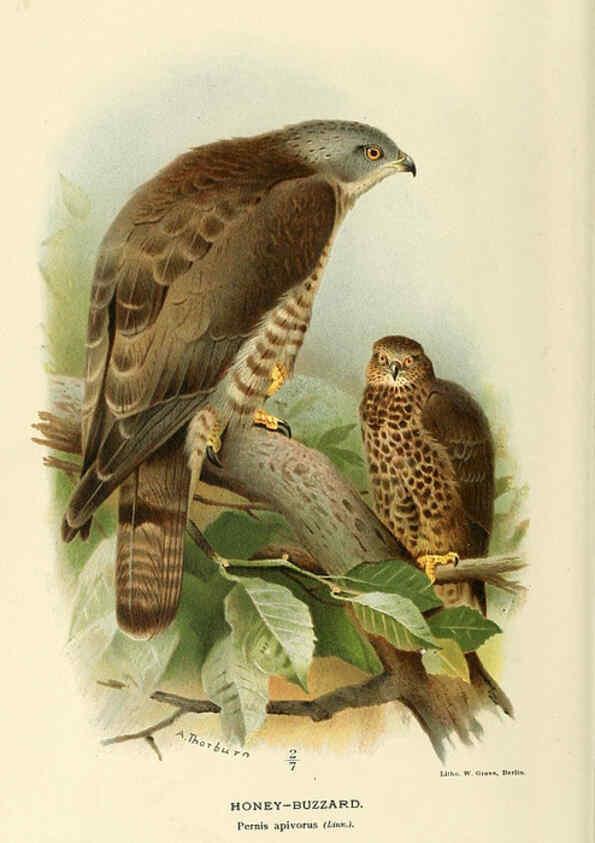 Reproducción/Reproduction 6029164530: Coloured figures of the birds of the British Islands. v.1 London :R. H. Porter,1885-1897