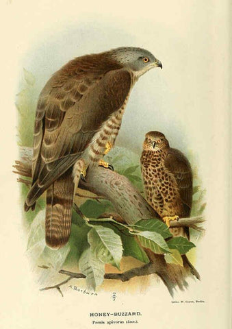 Reproducción/Reproduction 6029164530: Coloured figures of the birds of the British Islands. v.1 London :R. H. Porter,1885-1897