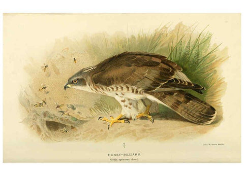 Reproducción/Reproduction 6028612421: Coloured figures of the birds of the British Islands. v.1 London :R. H. Porter,1885-1897