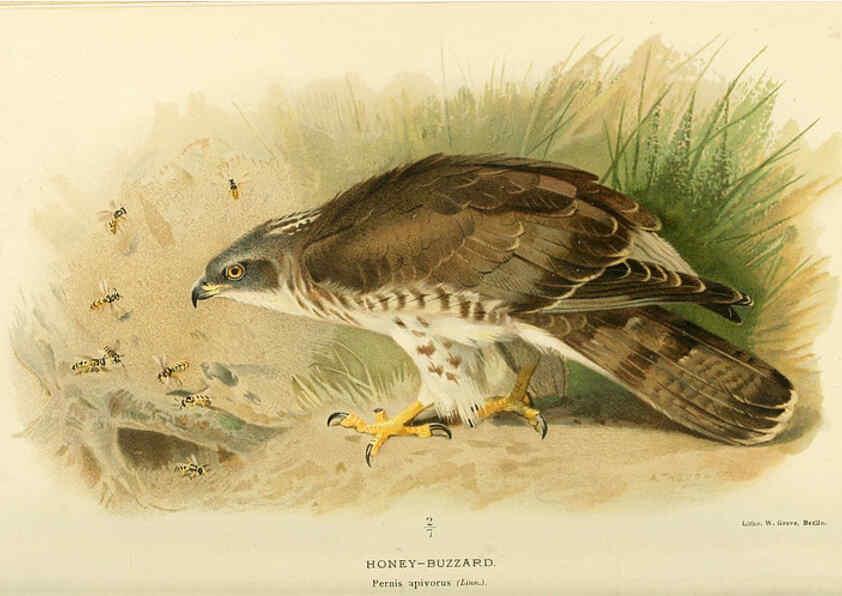 Reproducción/Reproduction 6028612421: Coloured figures of the birds of the British Islands. v.1 London :R. H. Porter,1885-1897