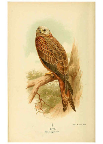 Reproducción/Reproduction 6029164994: Coloured figures of the birds of the British Islands. v.1 London :R. H. Porter,1885-1897