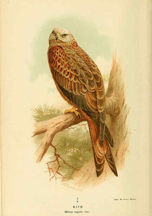Reproducción/Reproduction 6029164994: Coloured figures of the birds of the British Islands. v.1 London :R. H. Porter,1885-1897