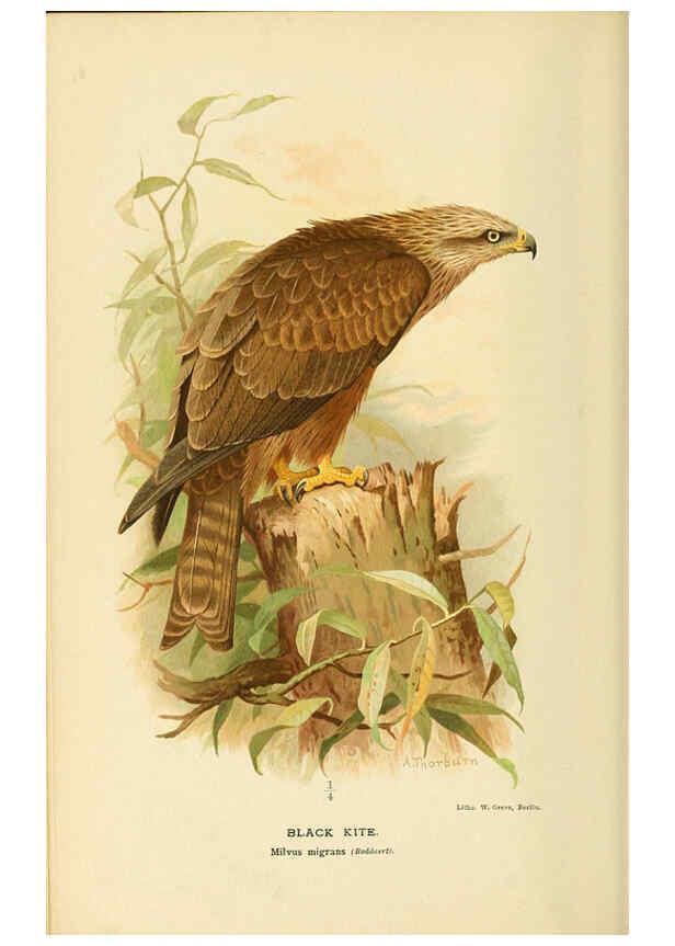 Reproducción/Reproduction 6029165276: Coloured figures of the birds of the British Islands. v.1 London :R. H. Porter,1885-1897