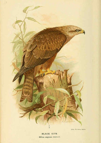 Reproducción/Reproduction 6029165276: Coloured figures of the birds of the British Islands. v.1 London :R. H. Porter,1885-1897