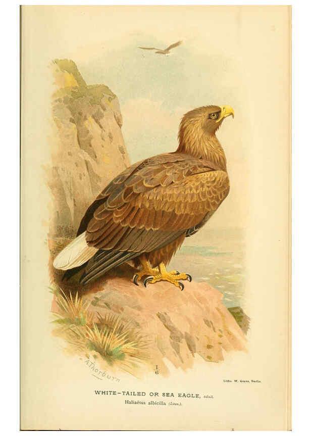 Reproducción/Reproduction 6028610969: Coloured figures of the birds of the British Islands. v.1 London :R. H. Porter,1885-1897