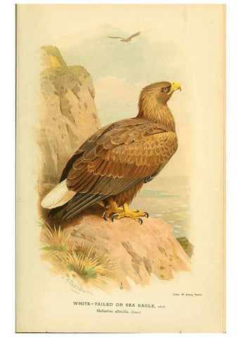 Reproducción/Reproduction 6028610969: Coloured figures of the birds of the British Islands. v.1 London :R. H. Porter,1885-1897
