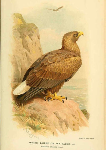Reproducción/Reproduction 6028610969: Coloured figures of the birds of the British Islands. v.1 London :R. H. Porter,1885-1897