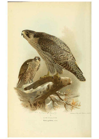 Reproducción/Reproduction 6028613267: Coloured figures of the birds of the British Islands. v.1 London :R. H. Porter,1885-1897