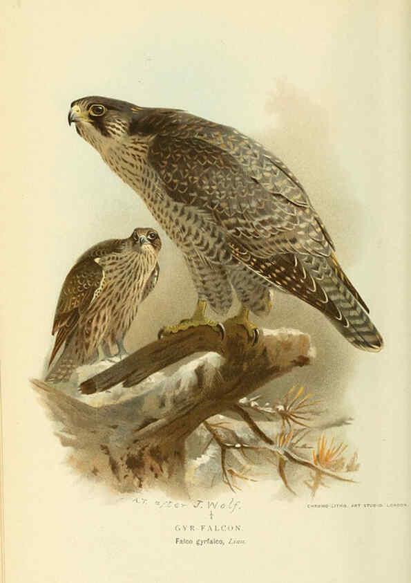 Reproducción/Reproduction 6028613267: Coloured figures of the birds of the British Islands. v.1 London :R. H. Porter,1885-1897