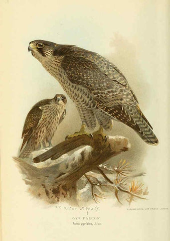 Reproducción/Reproduction 6028613267: Coloured figures of the birds of the British Islands. v.1 London :R. H. Porter,1885-1897