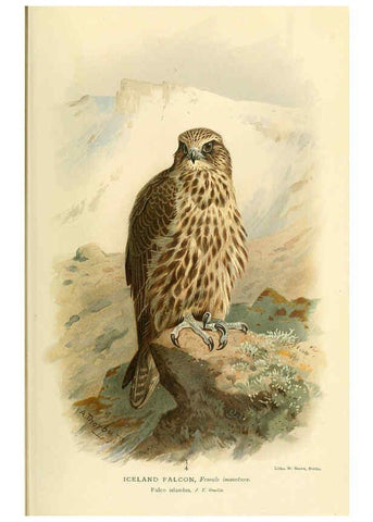 Reproducción/Reproduction 6028613685: Coloured figures of the birds of the British Islands. v.1 London :R. H. Porter,1885-1897