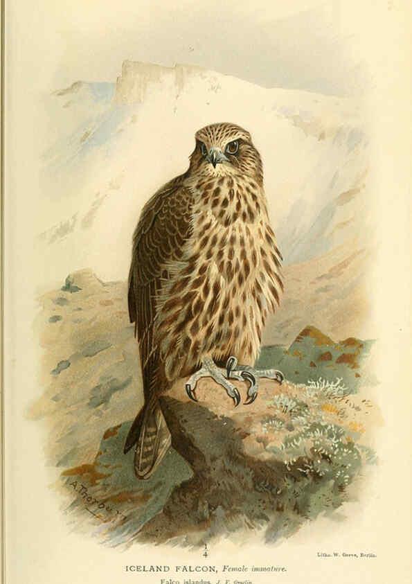 Reproducción/Reproduction 6028613685: Coloured figures of the birds of the British Islands. v.1 London :R. H. Porter,1885-1897