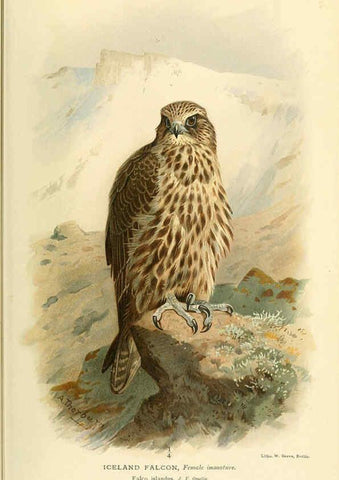 Reproducción/Reproduction 6028613685: Coloured figures of the birds of the British Islands. v.1 London :R. H. Porter,1885-1897