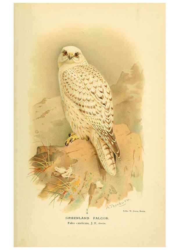 Reproducción/Reproduction 6029166174: Coloured figures of the birds of the British Islands. v.1 London :R. H. Porter,1885-1897