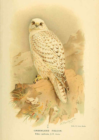 Reproducción/Reproduction 6029166174: Coloured figures of the birds of the British Islands. v.1 London :R. H. Porter,1885-1897