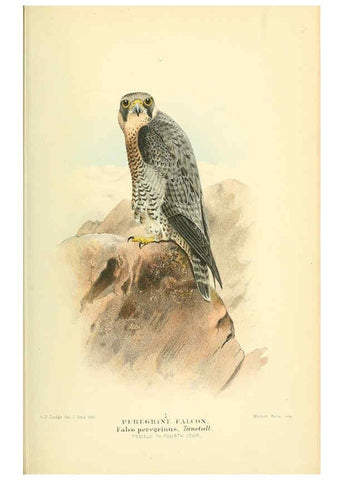 Reproducción/Reproduction 6028614085: Coloured figures of the birds of the British Islands. v.1 London :R. H. Porter,1885-1897