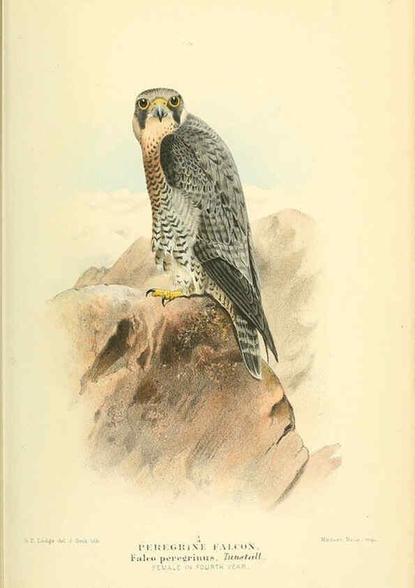 Reproducción/Reproduction 6028614085: Coloured figures of the birds of the British Islands. v.1 London :R. H. Porter,1885-1897