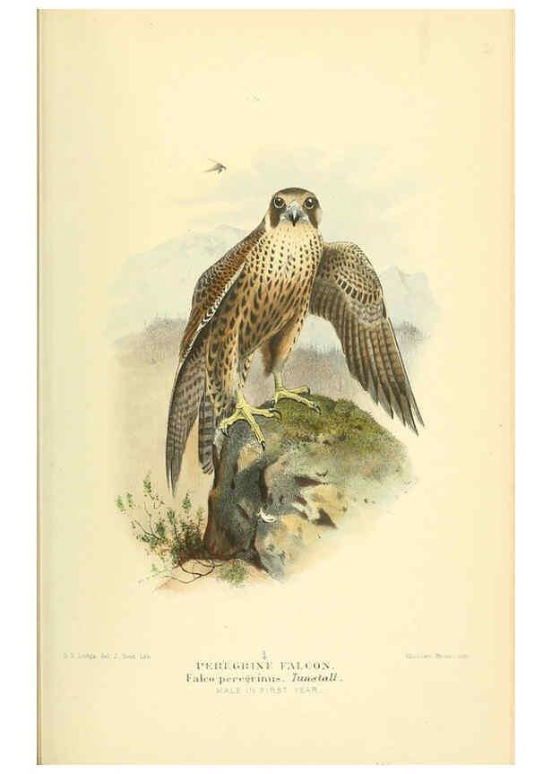 Reproducción/Reproduction 6029166564: Coloured figures of the birds of the British Islands. v.1 London :R. H. Porter,1885-1897
