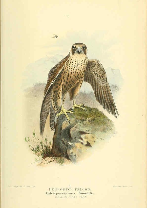 Reproducción/Reproduction 6029166564: Coloured figures of the birds of the British Islands. v.1 London :R. H. Porter,1885-1897