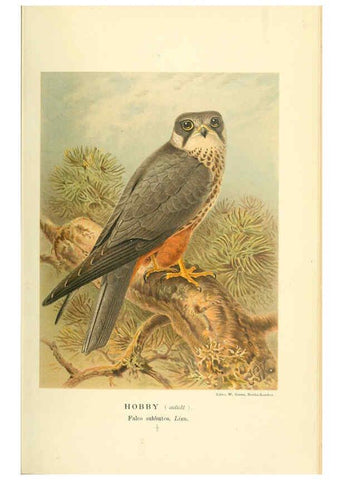 Reproducción/Reproduction 6028614519: Coloured figures of the birds of the British Islands. v.1 London :R. H. Porter,1885-1897