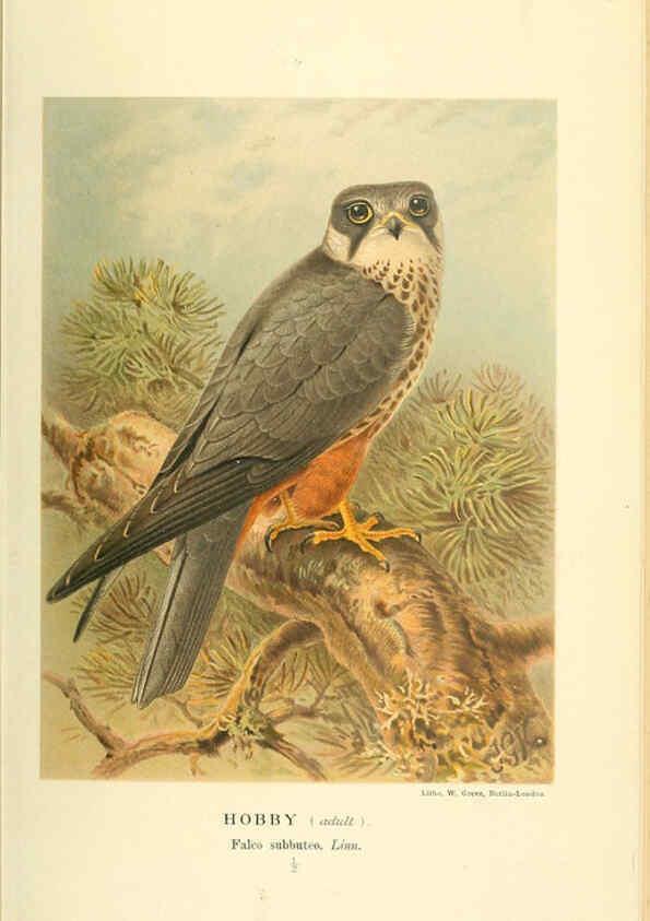 Reproducción/Reproduction 6028614519: Coloured figures of the birds of the British Islands. v.1 London :R. H. Porter,1885-1897