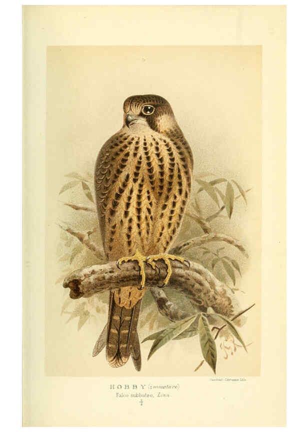 Reproducción/Reproduction 6028614855: Coloured figures of the birds of the British Islands. v.1 London :R. H. Porter,1885-1897
