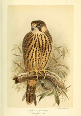 Reproducción/Reproduction 6028614855: Coloured figures of the birds of the British Islands. v.1 London :R. H. Porter,1885-1897