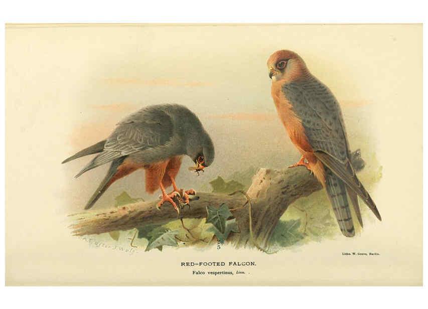 Reproducción/Reproduction 6028615025: Coloured figures of the birds of the British Islands. v.1 London :R. H. Porter,1885-1897
