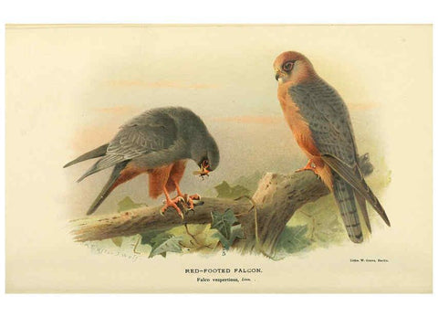 Reproducción/Reproduction 6028615025: Coloured figures of the birds of the British Islands. v.1 London :R. H. Porter,1885-1897