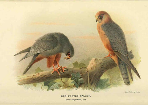 Reproducción/Reproduction 6028615025: Coloured figures of the birds of the British Islands. v.1 London :R. H. Porter,1885-1897
