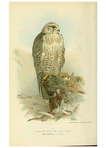 Reproducción/Reproduction 6028613475: Coloured figures of the birds of the British Islands. v.1 London :R. H. Porter,1885-1897