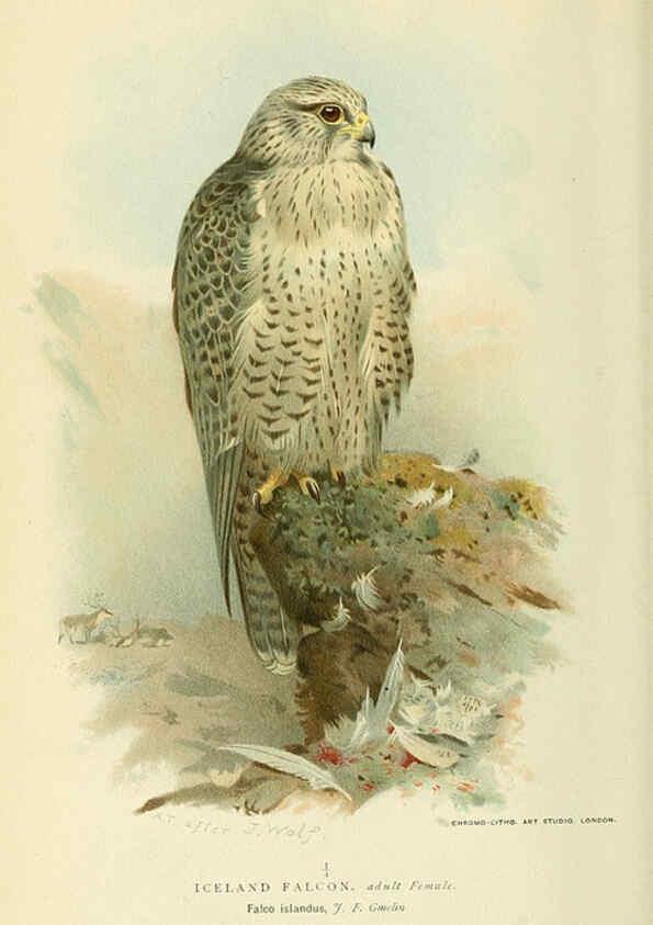 Reproducción/Reproduction 6028613475: Coloured figures of the birds of the British Islands. v.1 London :R. H. Porter,1885-1897