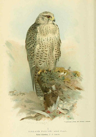 Reproducción/Reproduction 6028613475: Coloured figures of the birds of the British Islands. v.1 London :R. H. Porter,1885-1897