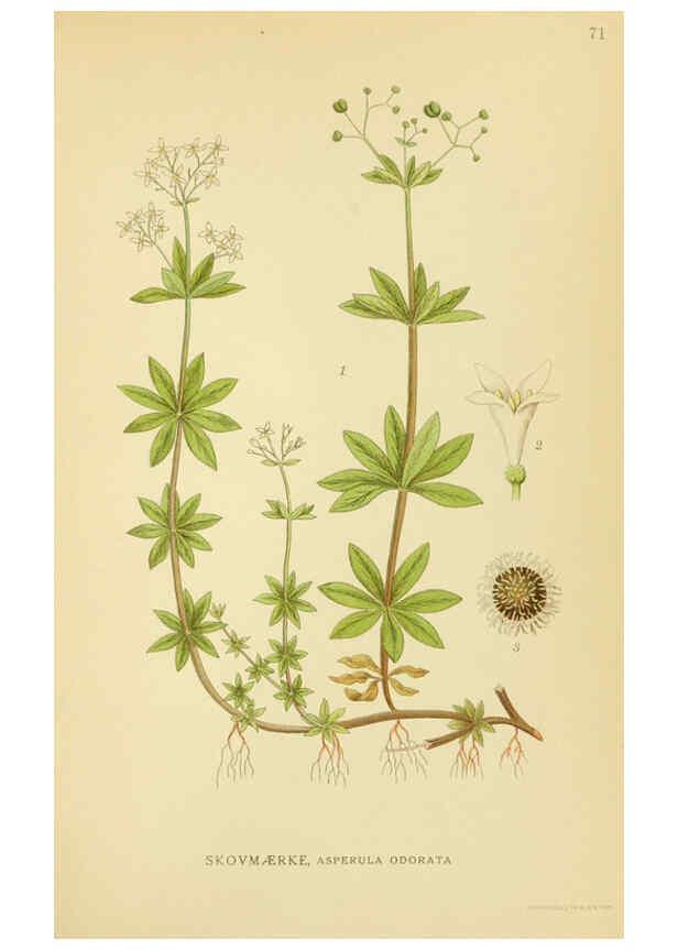 Reproducción/Reproduction 6028796867: Billeder af nordens flora. v.1 København,G.E.C. Gad's forlag,1917-1927