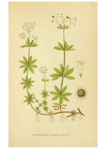 Reproducción/Reproduction 6028796867: Billeder af nordens flora. v.1 København,G.E.C. Gad's forlag,1917-1927