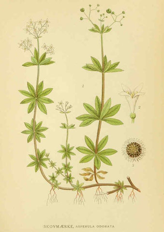 Reproducción/Reproduction 6028796867: Billeder af nordens flora. v.1 København,G.E.C. Gad's forlag,1917-1927