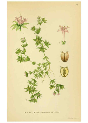 Reproducción/Reproduction 6028797185: Billeder af nordens flora. v.1 København,G.E.C. Gad's forlag,1917-1927