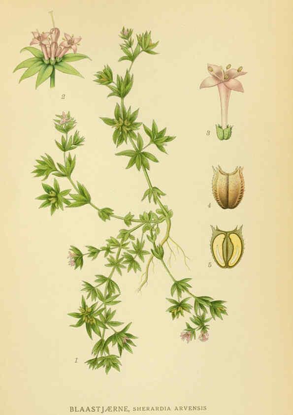 Reproducción/Reproduction 6028797185: Billeder af nordens flora. v.1 København,G.E.C. Gad's forlag,1917-1927