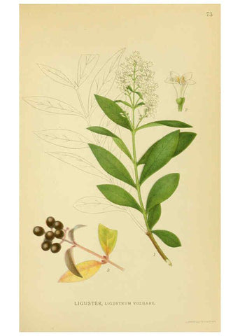Reproducción/Reproduction 6028797421: Billeder af nordens flora. v.1 København,G.E.C. Gad's forlag,1917-1927