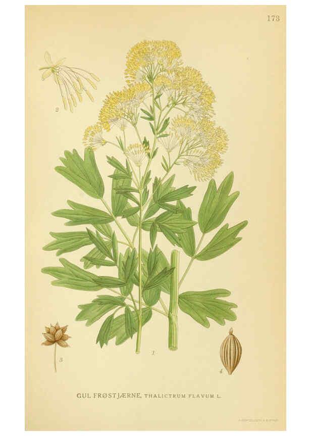 Reproducción/Reproduction 6028828741: Billeder af nordens flora. v.1 København,G.E.C. Gad's forlag,1917-1927