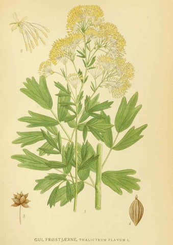 Reproducción/Reproduction 6028828741: Billeder af nordens flora. v.1 København,G.E.C. Gad's forlag,1917-1927