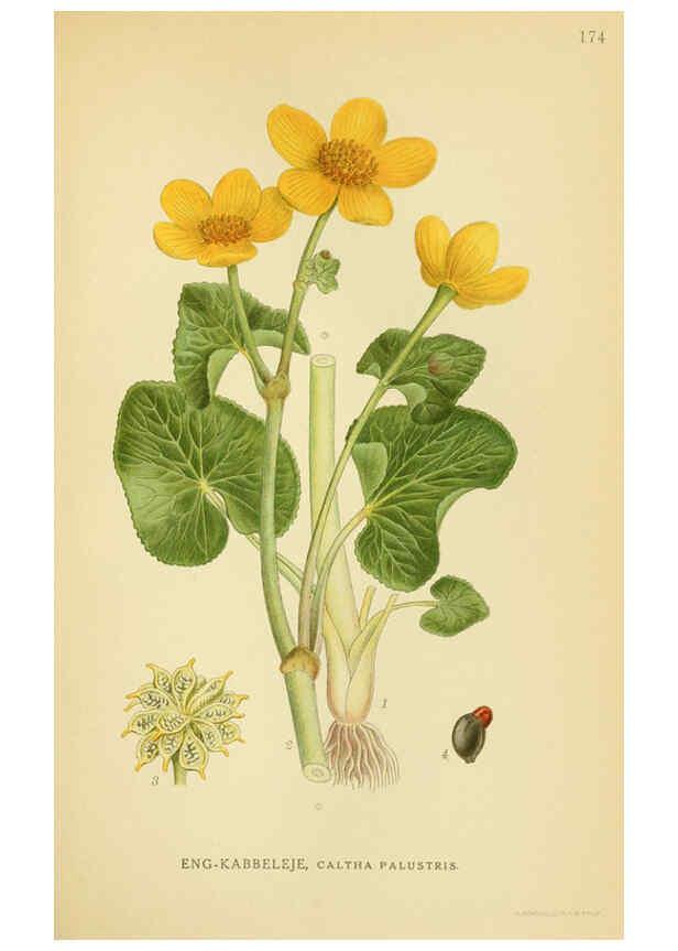 Reproducción/Reproduction 6029381578: Billeder af nordens flora. v.1 København,G.E.C. Gad's forlag,1917-1927