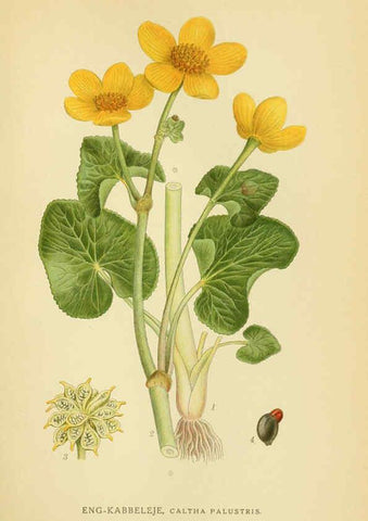 Reproducción/Reproduction 6029381578: Billeder af nordens flora. v.1 København,G.E.C. Gad's forlag,1917-1927