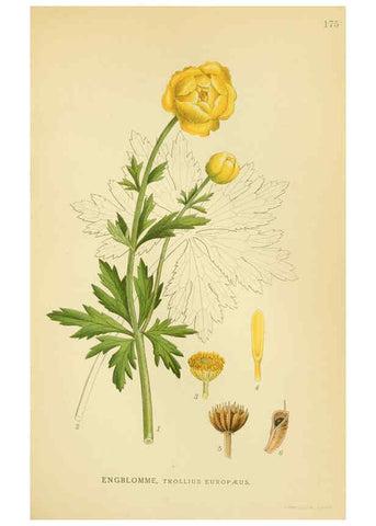 Reproducción/Reproduction 6029382094: Billeder af nordens flora. v.1 København,G.E.C. Gad's forlag,1917-1927