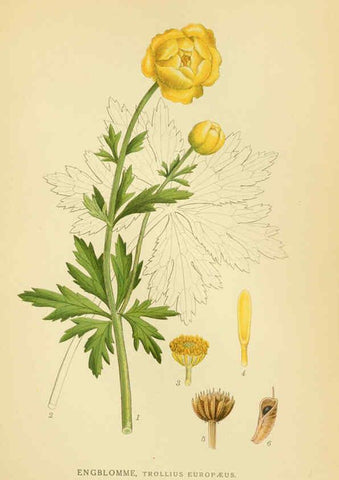 Reproducción/Reproduction 6029382094: Billeder af nordens flora. v.1 København,G.E.C. Gad's forlag,1917-1927