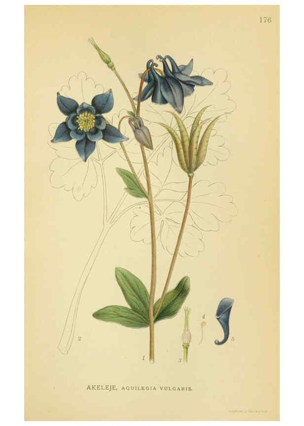 Reproducción/Reproduction 6029382452: Billeder af nordens flora. v.1 København,G.E.C. Gad's forlag,1917-1927